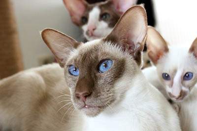 Cats With Blue Eyes - Breeds, Names and General ...