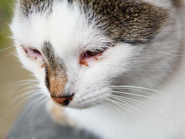 Cat Eye Discharge Brown petfinder
