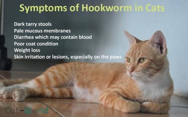 Hookworms In Cats Symptoms toxoplasmosis