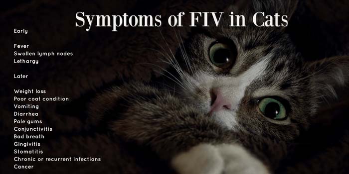 symptomsoffivincats CatWorld